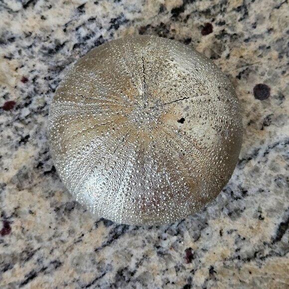 REGINA ANDREW SILVER SEA URCHIN COASTAL BEACH VASE FILLER HOME TABLE DECOR - Picture 3 of 6